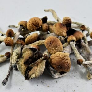 Ecuadorian Magic Mushrooms