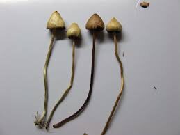 how do magic mushrooms look like
