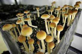 buy hallucinogenic mushrooms in uk, hallucinogenic mushrooms, psilocybin