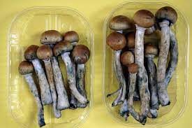 buy psychedelic mushrooms in uk, uk psychedelic mushrooms, uk magic mushrooms
