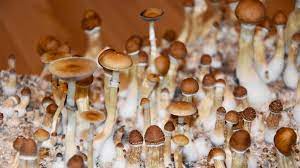 where to buy magic mushrooms in uk, where to buy psychedelic mushrooms in uk