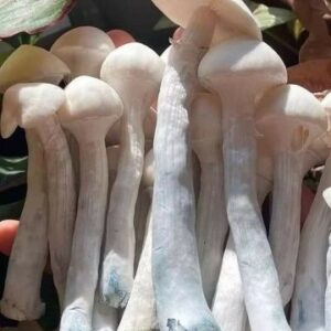 WHERE TO BUY FRESH PSILOCYBIN MAGIC MUSHROOM