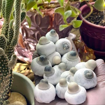 WHERE TO BUY FRESH PSILOCYBIN MAGIC MUSHROOM - Image 6