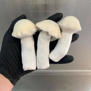 WHERE TO BUY FRESH PSILOCYBIN MAGIC MUSHROOM - Image 5