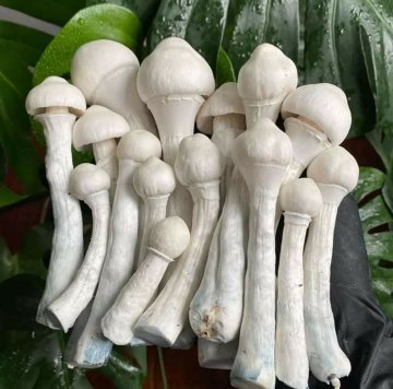 WHERE TO BUY FRESH PSILOCYBIN MAGIC MUSHROOM - Image 4