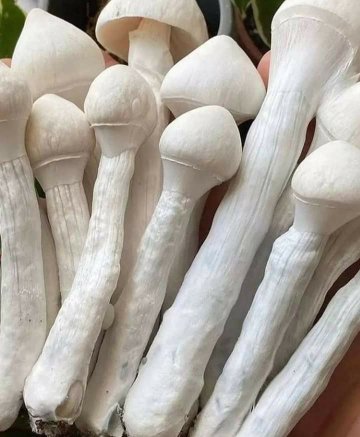 WHERE TO BUY FRESH PSILOCYBIN MAGIC MUSHROOM - Image 10