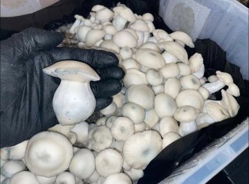 WHERE TO BUY FRESH PSILOCYBIN MAGIC MUSHROOM - Image 9