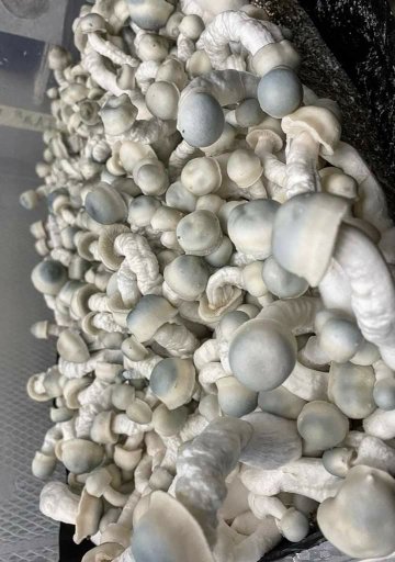 WHERE TO BUY FRESH PSILOCYBIN MAGIC MUSHROOM - Image 7