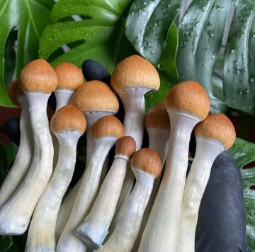 WHERE TO BUY FRESH PSILOCYBIN MAGIC MUSHROOM - Image 3