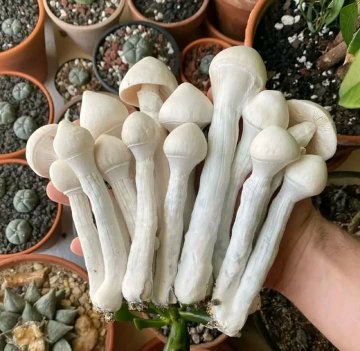 WHERE TO BUY FRESH PSILOCYBIN MAGIC MUSHROOM - Image 2