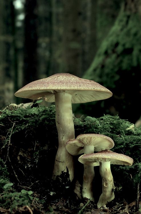 Buy Amazonian Magic Mushrooms UK and Europe - Image 3