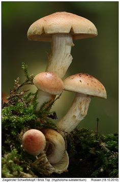 Buy Amazonian Magic Mushrooms UK and Europe - Image 2