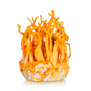 Buy Cordyceps 10ml (Liquid Culture) Grow kit UK