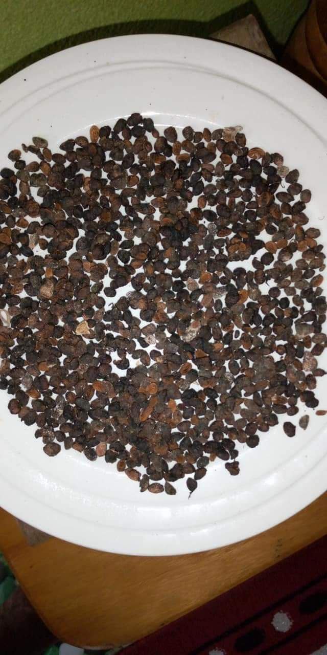 Where to Buy Tabernanthe Iboga Seeds Near Me in the UK and Europe ππ± - Image 3