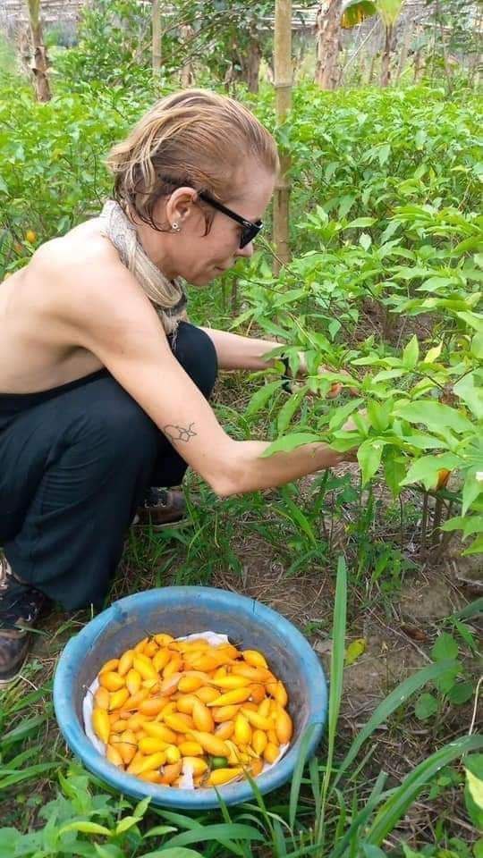 Where to Buy Tabernanthe Iboga Seeds Near Me in the UK and Europe ππ± - Image 2