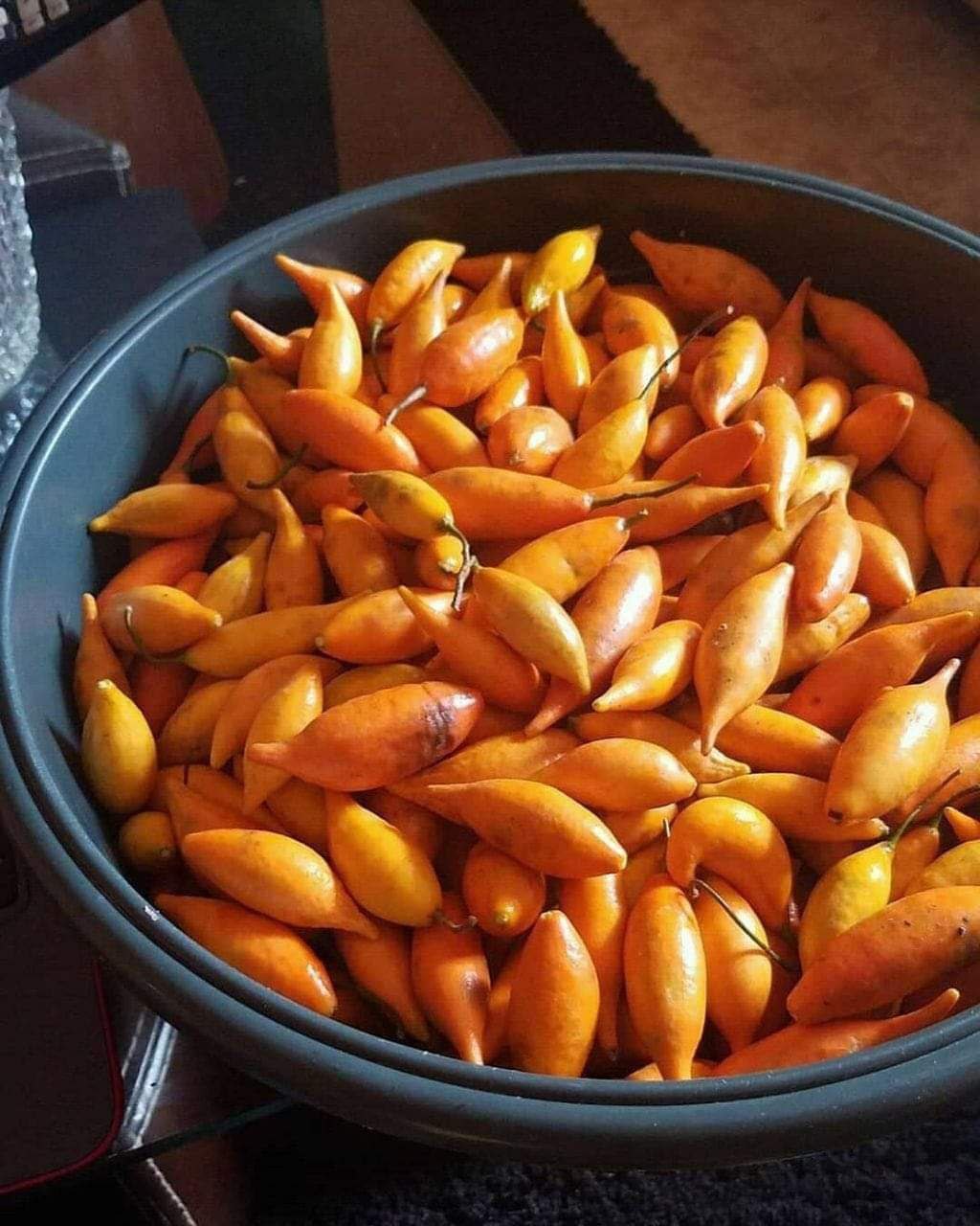 Where to Buy Tabernanthe Iboga Seeds Near Me in the UK and Europe ππ±