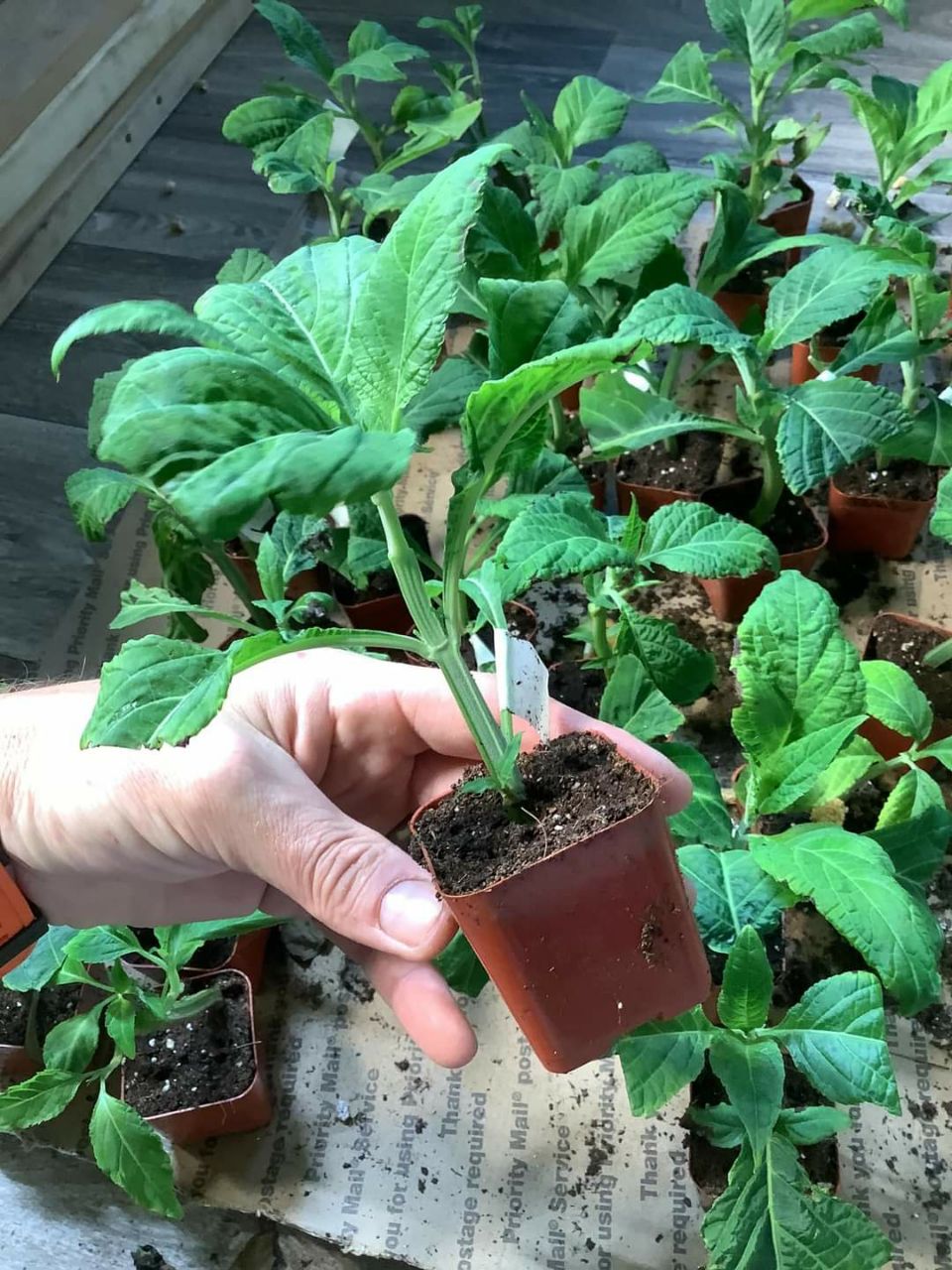 Where to Buy Tabernanthe Iboga Seeds Near Me in the UK and Europe ππ± - Image 5