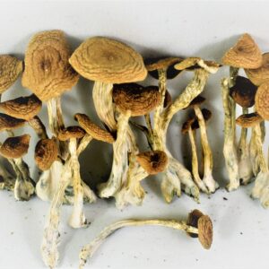 Alacabenzi Mushroom for Sale Online in the UK and Europe: A Complete Guide