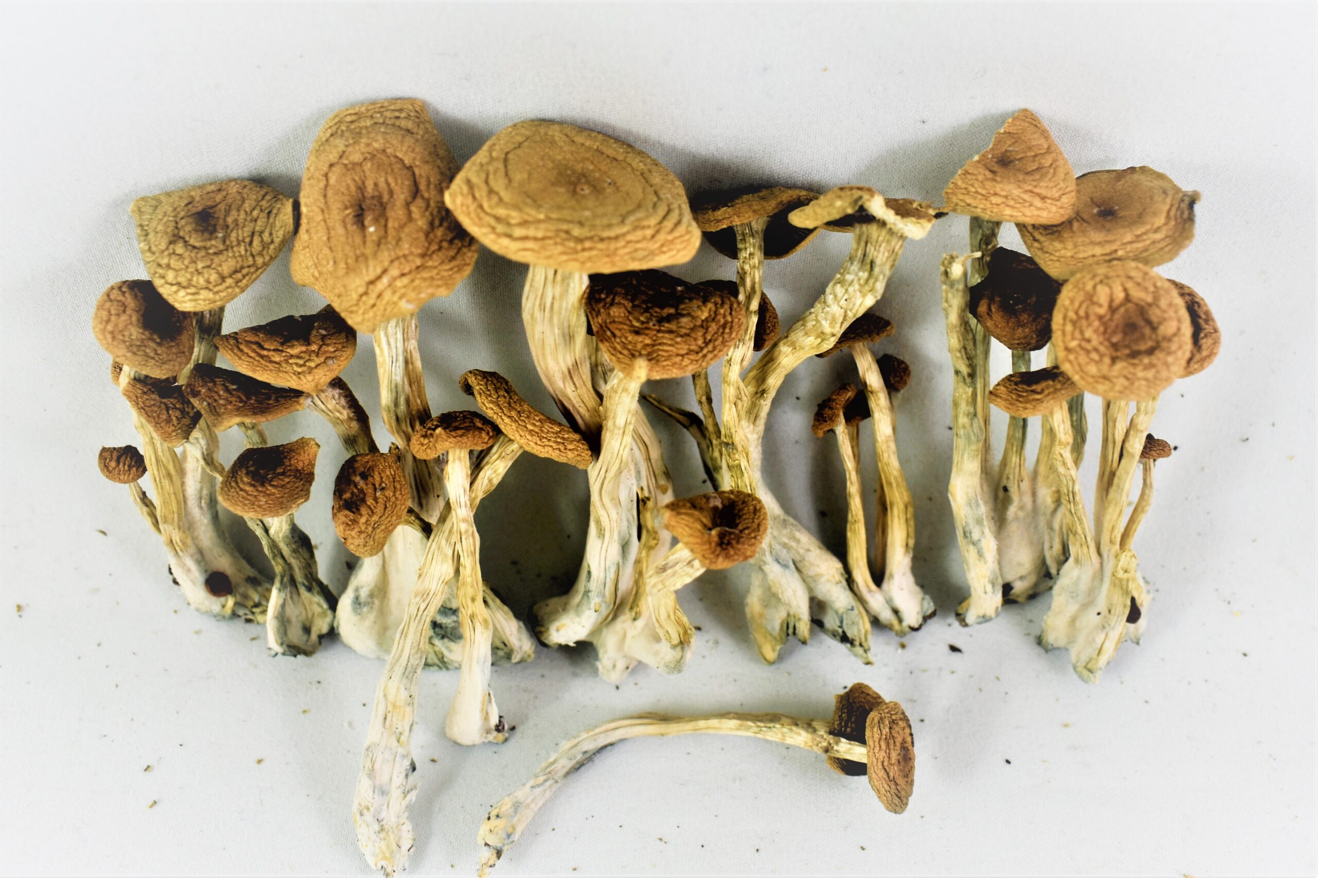 Alacabenzi Mushroom for Sale Online in the UK and Europe: A Complete Guide