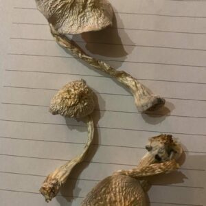 Buy Blue Meanes Mushrooms Online UK
