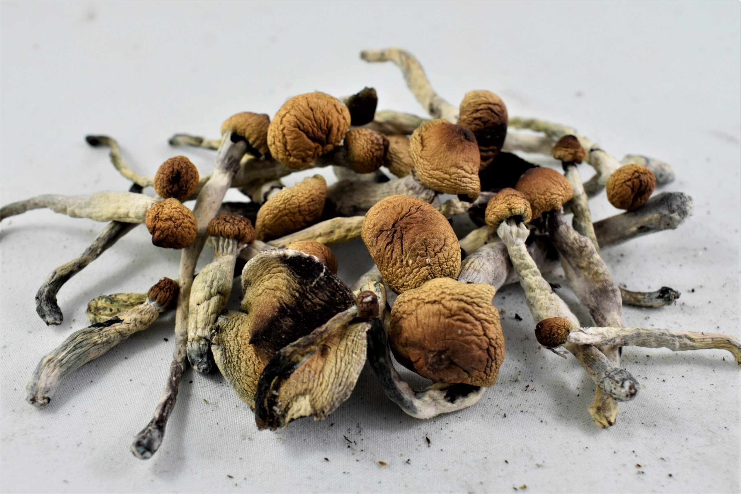 Ecuadorian Mushrooms delivery online UK
