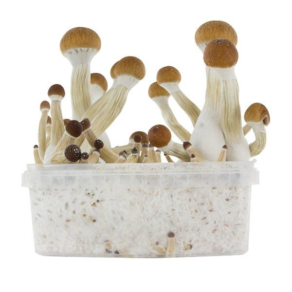 Buy Golden Teacher Grow Kit online UK