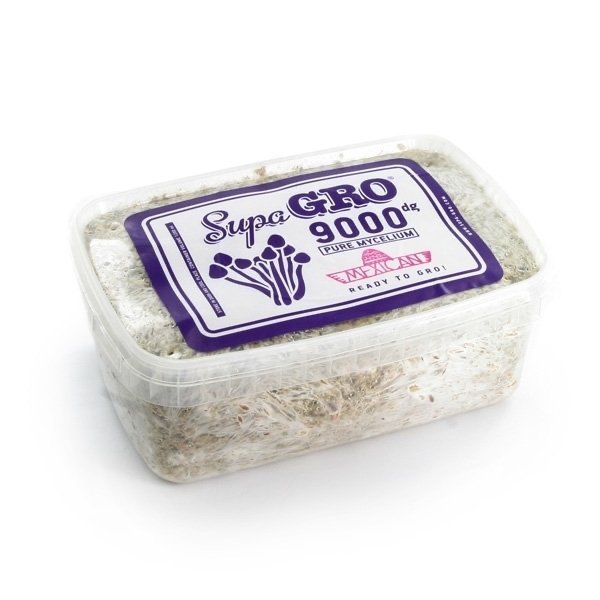 Buy Mexican Mushroom Grow Kit online UK